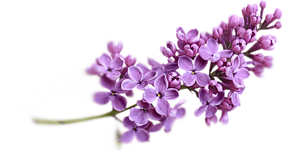 Flor de lavanda con transparencia